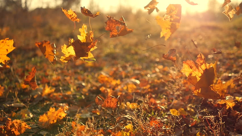 welcome-the-falling-leaves-irish-rover